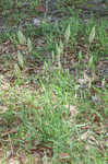 Sweet vernalgrass